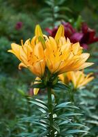 Orange Lilien im das Garten Nahansicht. selektiv Fokus foto