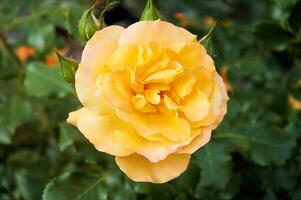 Gelb Rose Nahansicht im das Garten. Schönheit und Zärtlichkeit, Urlaub. Natur foto