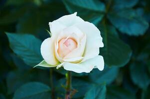 sanft weiß-beige Rose Nahansicht. schön Blumen- Hintergrund. Valentinstag Tag und Feiertage. Liebe foto