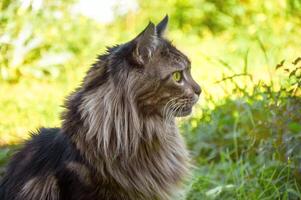 schön Maine Waschbär Katze Sitzung auf das Gras auf ein sonnig Tag. ein Haustier Gehen im das frisch Luft. ein Katze Nahansicht. inländisch Katze im das Garten foto