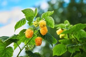 Himbeere Ast mit Gelb Himbeeren auf ein Hintergrund von Grün Blätter foto