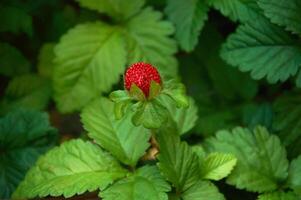 rot Erdbeeren im das Garten Nahansicht. foto