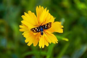 Schmetterling auf Gelb Coreopsis im Sommer- Garten Nahansicht foto