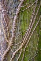 Bunte grüne alte Waldbaumstammrinde bedeckt mit Flechten und epiphytischen parasitären Pflanzen wie Leans, Nahaufnahme, Details.