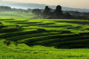 schön Morgen Aussicht von Indonesien von Berge und tropisch Wald foto