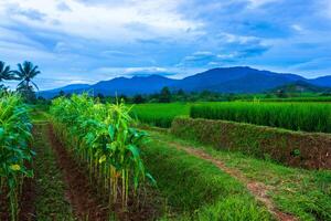 schön Morgen Aussicht von Indonesien von Berge und tropisch Wald foto