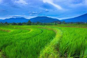 schön Morgen Aussicht von Indonesien von Berge und tropisch Wald foto