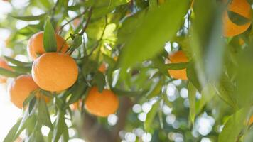 Orange Farben von Mittelmeer Früchte foto