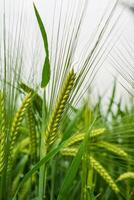 Feld von Grün Roggen. jung Grün Weizen. spät Frühling, früh Sommer- Tag. Nahansicht. kostenlos Raum zum Text auf ein Sanft verschwommen Himmel Hintergrund. foto