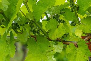 das Weinberg im Frühling. Grün Ranke Blätter mit Ranken und Wein schießt wachsend im Frühling. Traube Bündel beim Bühne von Formation. Traube Beeren wachsend auf das Ranke Traube Pflanze im das Frühling. foto