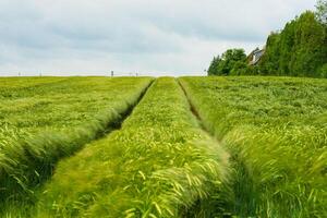 Traktor Fuß druckt im dunkel Roggen Feld. wolkig Sommer- Tag. Ernte Drehung können pflegen Boden Fruchtbarkeit, ländlich Landschaft und Landwirtschaft Konzept, Kopieren Raum, ausgewählt Fokus foto