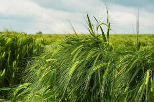 Feld von Grün Roggen. jung Grün Weizen. spät Frühling, früh Sommer- Tag. Nahansicht. kostenlos Raum zum Text auf ein Sanft verschwommen Himmel Hintergrund. foto