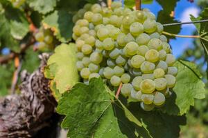 schließen oben von groß Weiß reif Trauben hängend auf ein Ast. Traube Landwirtschaft. Trauben Bauernhof. groß lecker Grün Traube Trauben. Blau Himmel auf das Hintergrund. mit selektiv Fokus. foto