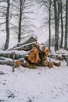 Stapel von gesägt Protokolle Lügen hinter ein Zaun im ein schneebedeckt Wald foto