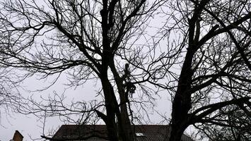 ein Person, Mann, Baumpfleger ist Hacken und Schneiden ein Baum im Vorderseite von ein Haus unter das wolkig Winter Himmel, Ändern das natürlich Landschaft foto