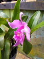 lila Hybrid Cattleya Orchidee mit verschwommen Hintergrund foto