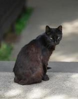 Porträt einer schwarzen Katze auf dem Hintergrund des Parks. foto