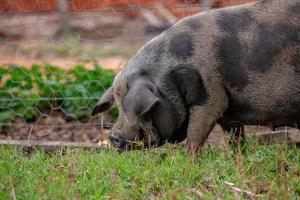 Schwein in einem Schweinestall im Freien aufgezogen foto