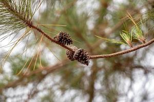 großer Kiefernbaum foto