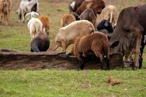 Kühe und Schafe foto