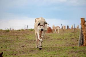 Kuh auf einem Bauernhof foto