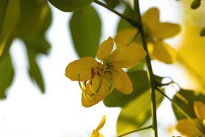 goldener Regenbaum gelbe Blumen foto