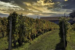 Weite der Weinberge in der piemontesischen Langhe mit den leuchtenden Farben des Herbstes, während der Ernte foto