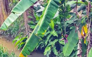 Banane Baum Pflanze mit Bananen und blühen im Mexiko. foto
