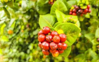 rot Obst Beeren auf tropisch Busch Pflanze Baum Mexiko. foto