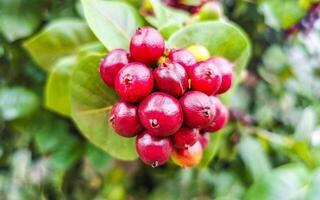 rot Obst Beeren auf tropisch Busch Pflanze Baum Mexiko. foto