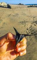 schwarz Stacheln von ein Pflanze auf das Strand sieht aus mögen devi. foto