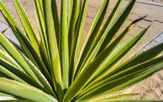 tropisch exotisch Grün Zier Pflanze Blume im Mexiko. foto