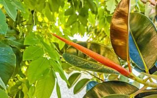 tropisch Baum rot ledrig Blätter im puerto escondido Mexiko. foto