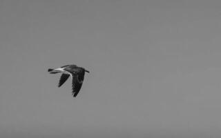schön Pelikan Vogel Pelikane Vögel fliegend im das Himmel Mexiko. foto