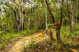 tropisch Urwald Wald Wandern Wanderwege Natur Berg Chiang Mai Thailand. foto