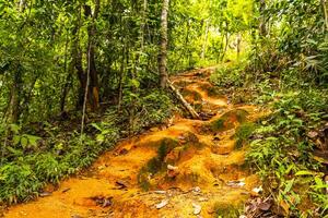 tropisch Urwald Wald Wandern Wanderwege Natur Berg Chiang Mai Thailand. foto