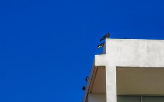 Tauben Vögel Sitzung auf das Dach im puerto escondido Mexiko. foto