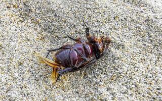 tot groß Skarabäus Käfer auf Strand Sand Mexiko. foto