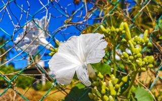 Weiß tropisch exotisch Blumen und blühen draussen im Mexiko. foto
