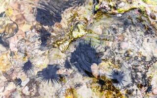 lange stachelig Meer Bengel Seeigel Korallen Felsen klar Wasser Mexiko foto