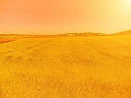 Antenne Aussicht auf Grün Weizen Feld im Landschaft. Feld von Weizen weht im das Wind mögen Grün Meer. jung und Grün Ährchen. Ohren von Gerste Ernte im Natur. Agronomie, Industrie und Essen Produktion. foto