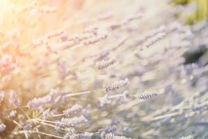 Lavendel Gebüsch Nahansicht auf Sonnenuntergang. Sonnenuntergang glühen Über lila Blumen von Lavendel. selektiv Fokus foto