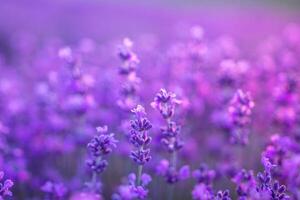 Lavendel Blume Feld Nahansicht auf Sonnenuntergang, frisch lila aromatisch Blumen zum natürlich Hintergrund. Design Vorlage zum Lebensstil Illustration. violett Lavendel Feld im Provence, Frankreich. foto