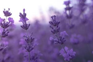 Lavendel Blume Feld Nahansicht auf Sonnenuntergang, frisch lila aromatisch Blumen zum natürlich Hintergrund. Design Vorlage zum Lebensstil Illustration. violett Lavendel Feld im Provence, Frankreich. foto