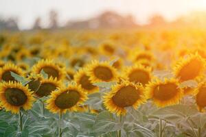 hell Sonnenblume Blume. Nahansicht von ein Sonnenblume im voll blühen, Erstellen ein natürlich abstrakt Hintergrund. Sommer- Zeit. Feld von Sonnenblumen im das warm Licht von das Rahmen Sonne. Helianthus jährlich. foto