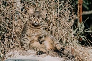 ein süß glücklich grau Tabby Kätzchen Lügen und ruht auf das Fußboden von das Park im das Strahlen von Sonnenlicht, sieht aus beim das Kamera, wackelt es ist Ohren und genießt das Morgen Sonne. foto