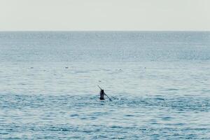 Meer Frau sup. Silhouette von glücklich positiv jung Frau im Bikini, Surfen auf sup Planke, zuversichtlich Paddeln durch Wasser Oberfläche. idyllisch Sonnenuntergang. aktiv Lebensstil beim Meer oder Fluss. schleppend Bewegung. foto