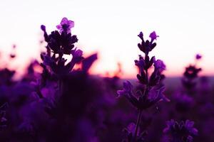 Lavendel Blume Feld Nahansicht auf Sonnenuntergang, frisch lila aromatisch Blumen zum natürlich Hintergrund. Design Vorlage zum Lebensstil Illustration. violett Lavendel Feld im Provence, Frankreich. foto