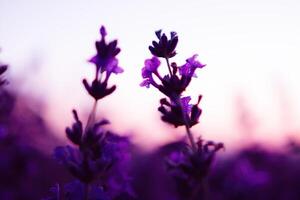 Lavendel Blume Feld Nahansicht auf Sonnenuntergang, frisch lila aromatisch Blumen zum natürlich Hintergrund. Design Vorlage zum Lebensstil Illustration. violett Lavendel Feld im Provence, Frankreich. foto