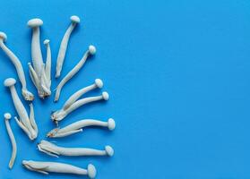 Enoki Pilze auf Blau, kulinarisch Gesundheit Konzept foto